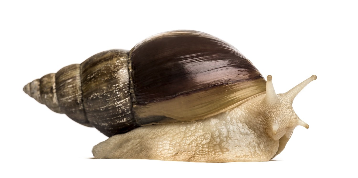 Unveiling the World of Giant African Land Snails: A Comprehensive Guide 3 giant african land snail