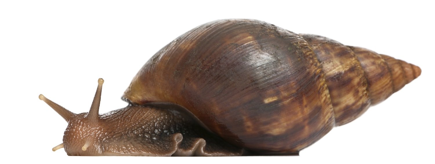 Unveiling the World of Giant African Land Snails: A Comprehensive Guide 4 giant african snail