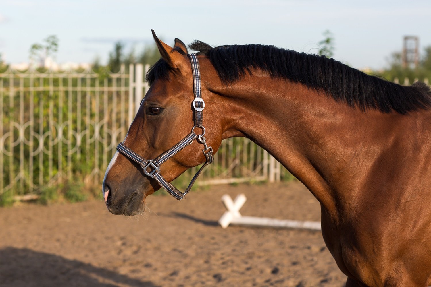 Gallop into the World of Hanoverian Horses 3 hanoverian horse characteristics