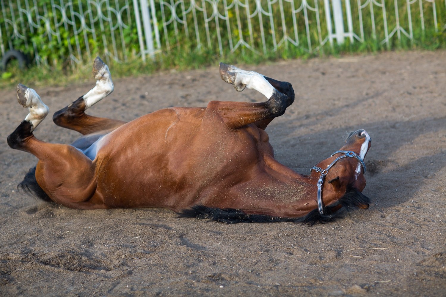 Gallop into the World of Hanoverian Horses 4 hanoverian