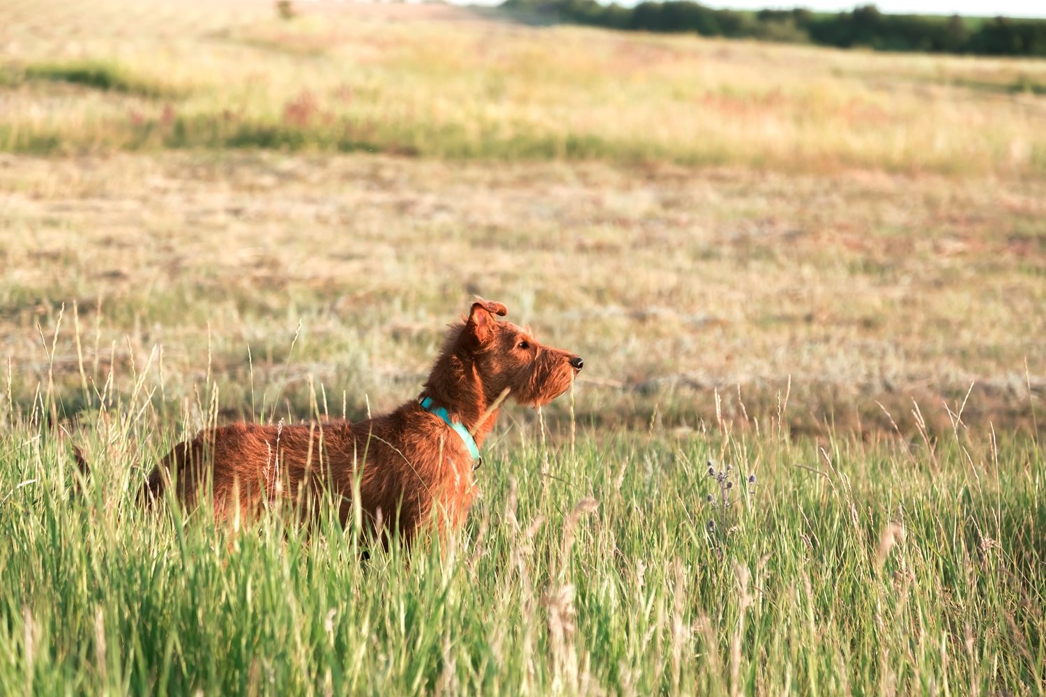 irish terrier breeds