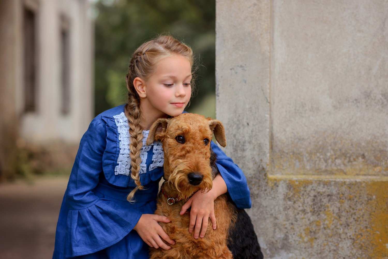 irish terrier