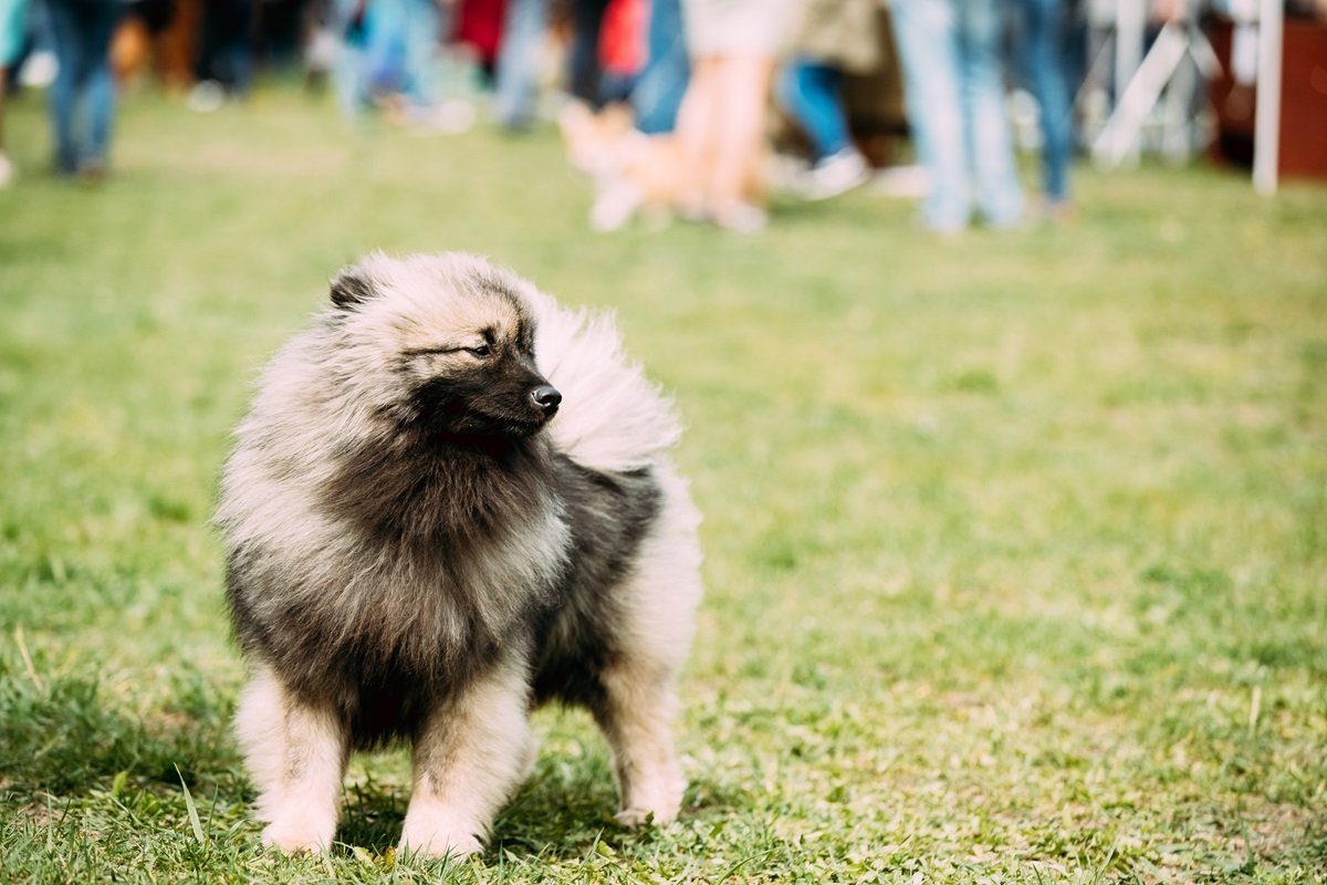keeshond dog