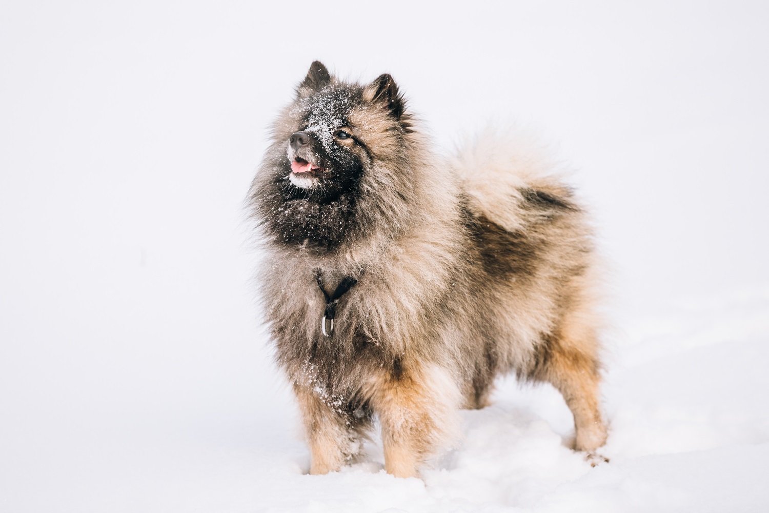 keeshond puppy
