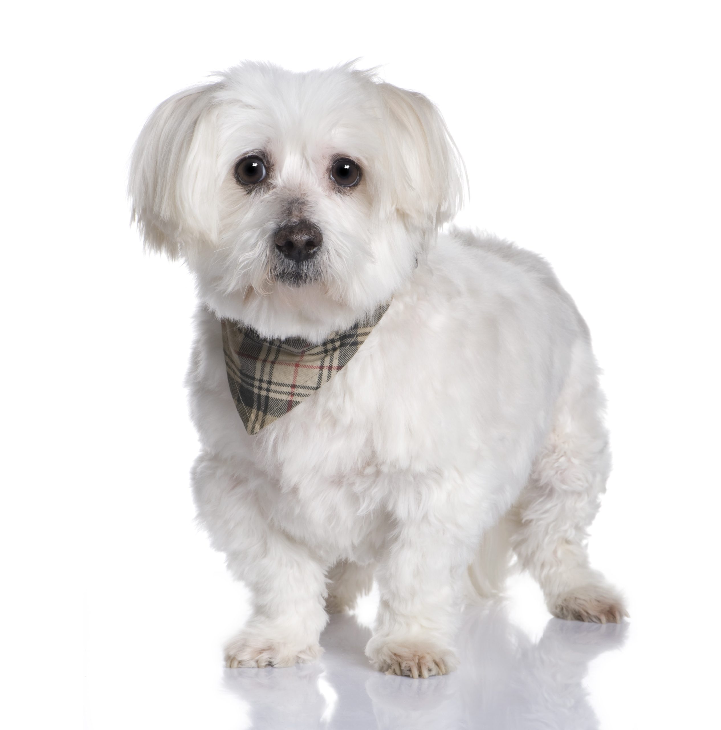 maltese dog breed