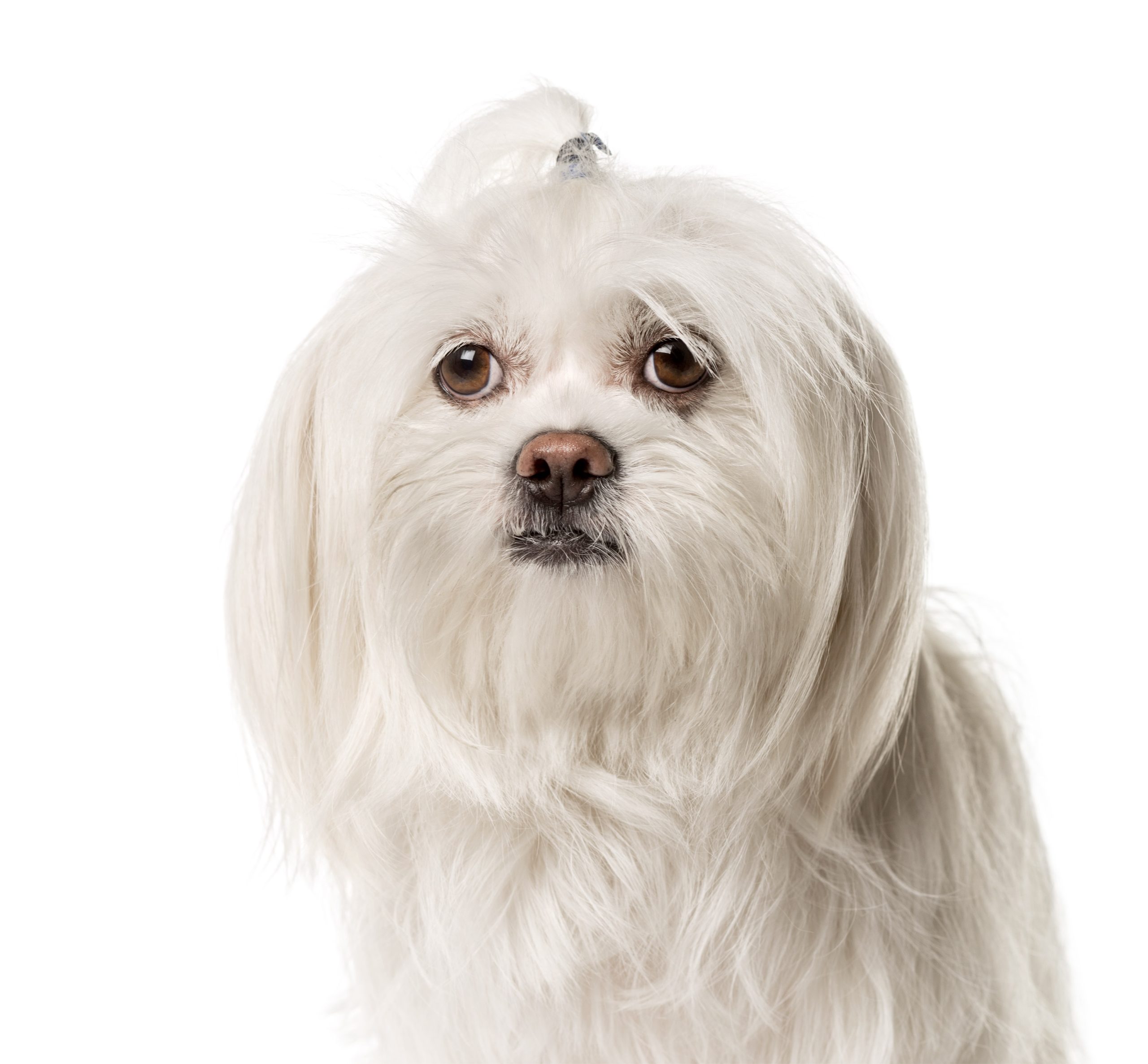 The Marvelous Maltese Dog: Your Ultimate Fluffy Companion 5 maltese dog