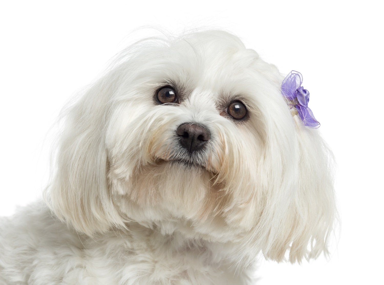 maltese dog temperament