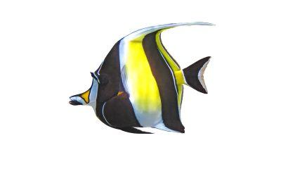 moorish idol