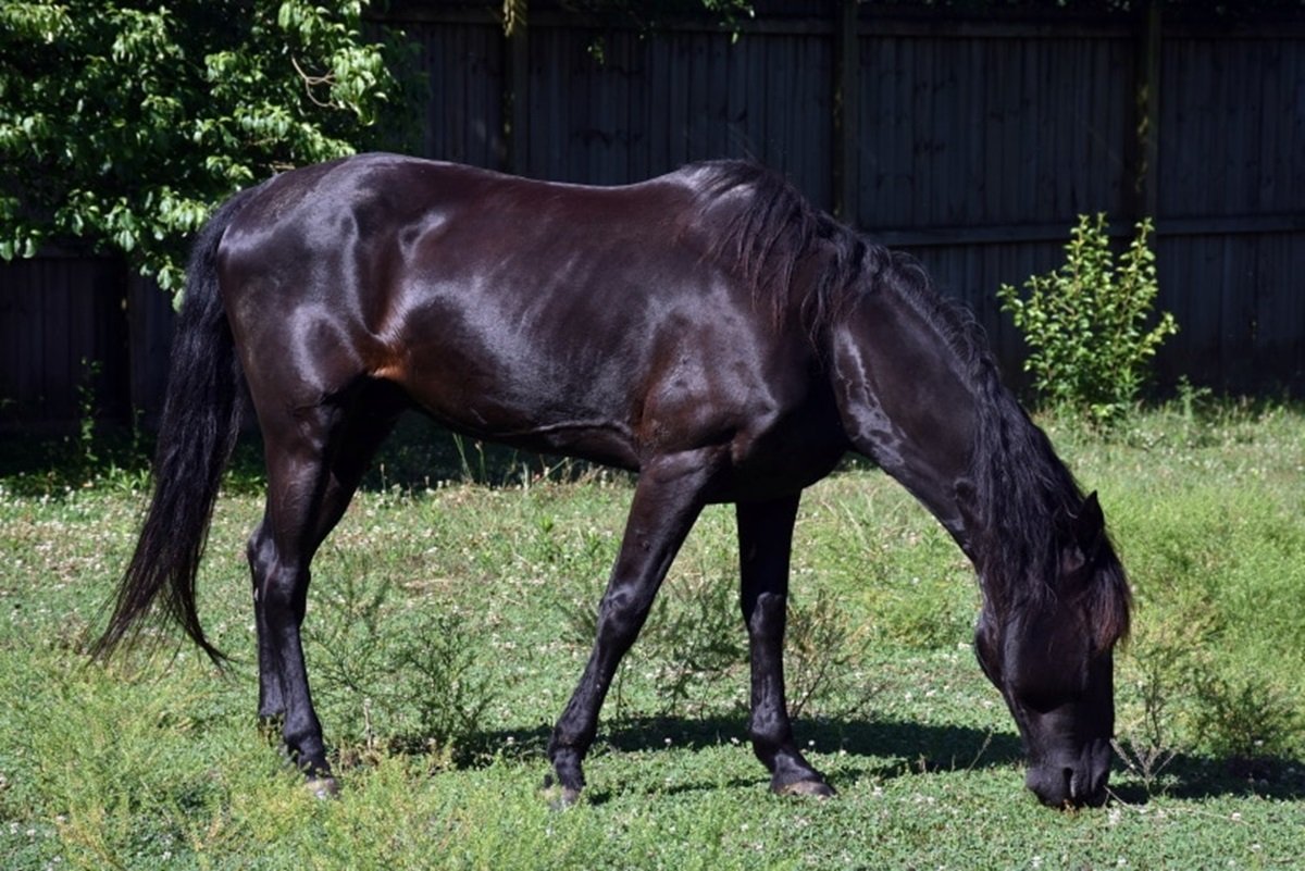 Tennessee Walking Horse: Info, Pictures, Temperament & Traits