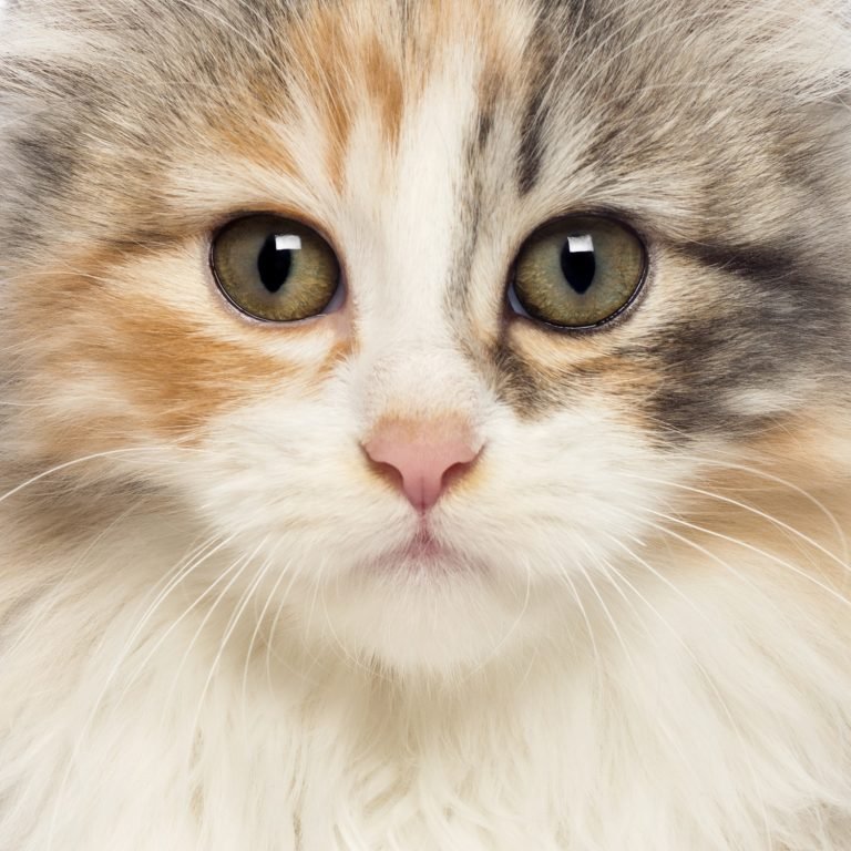 American Curl Cats: Uncover the Magic Behind Their Curled Ears