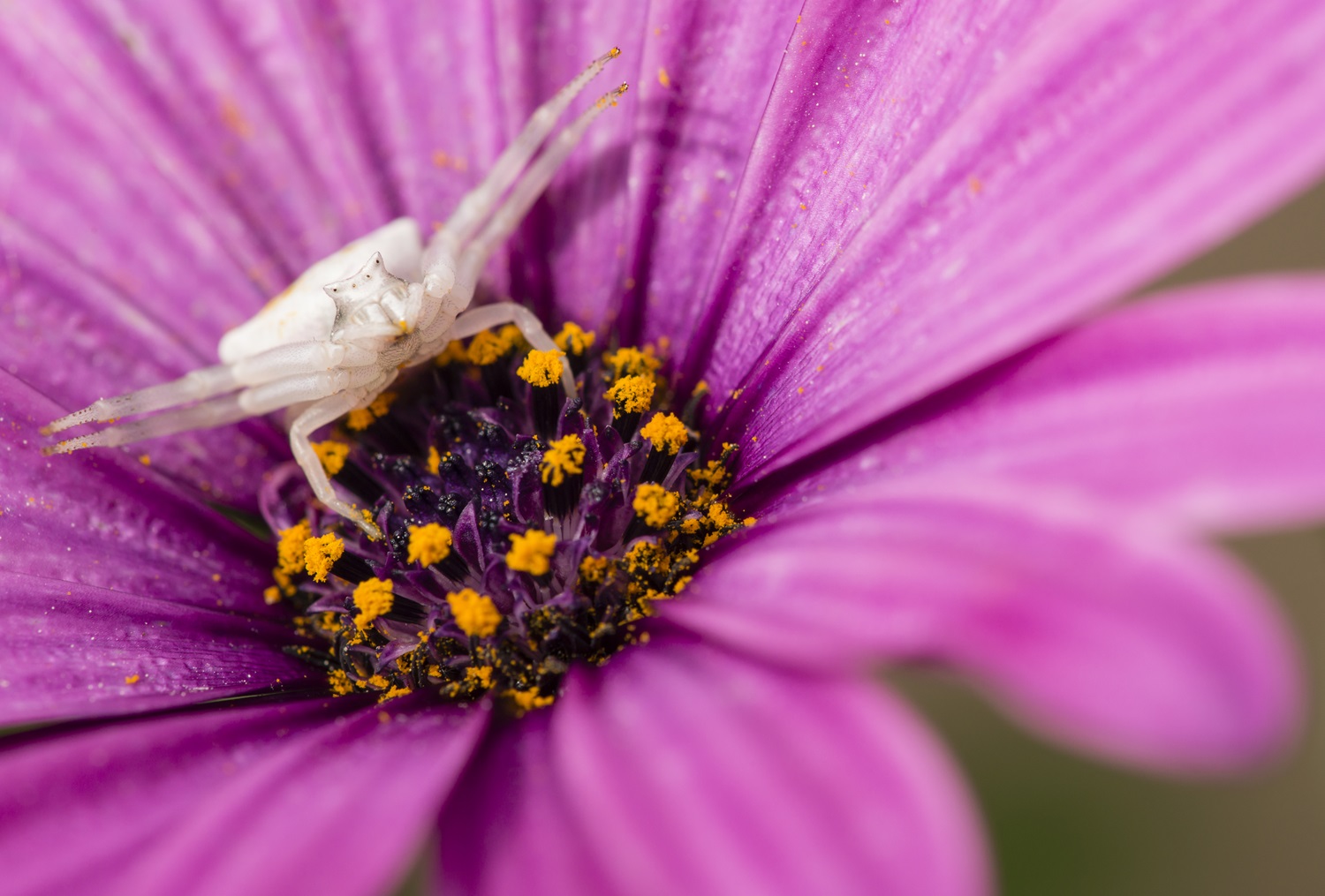 thomisidae crab spider