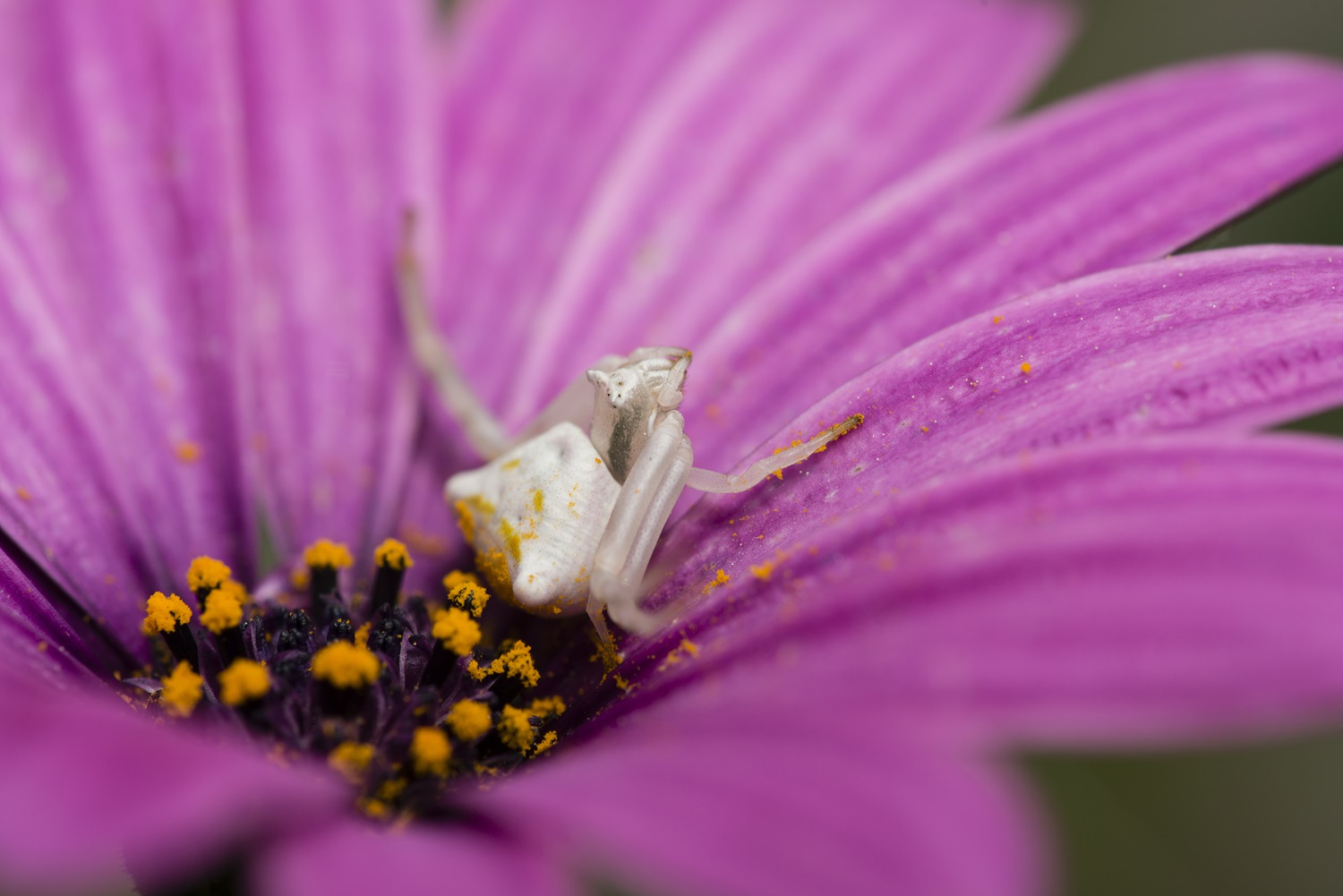 thomisidae crab spiders