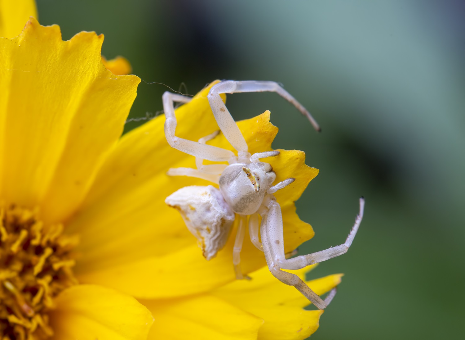 thomisidae habitat