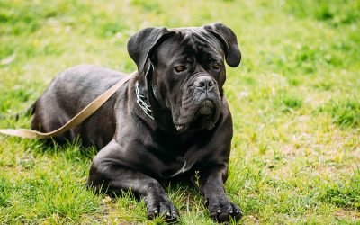 Cane Corso dog