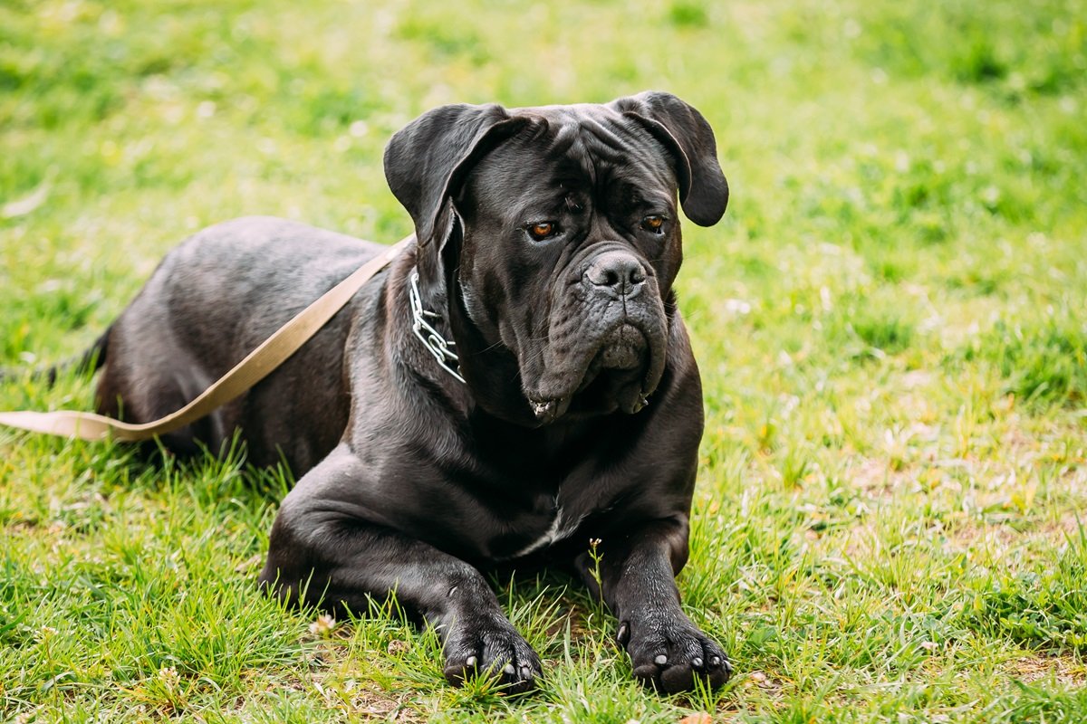 Cane Corso dog