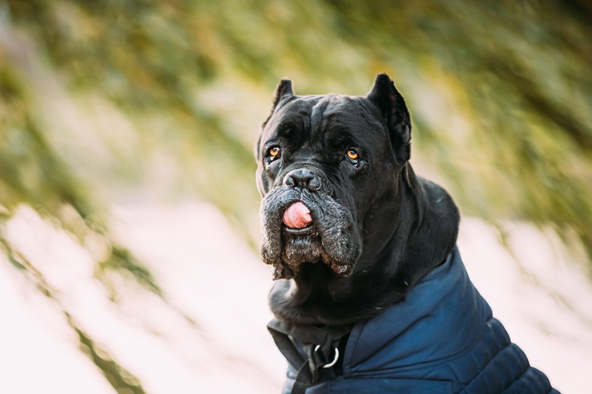 Cane Corso dog