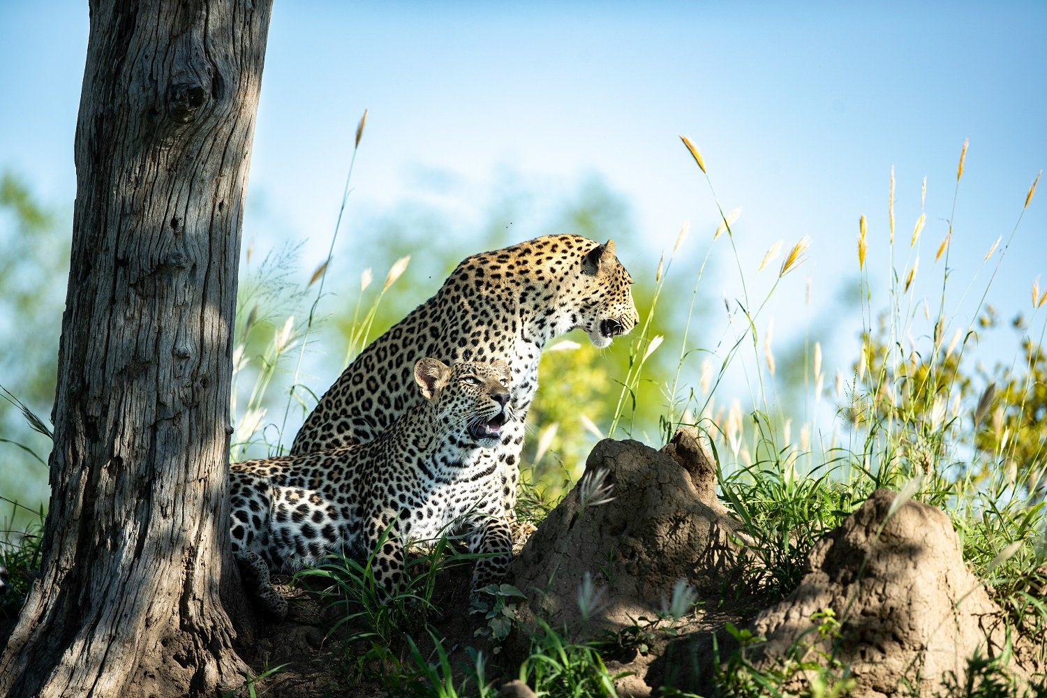 The African Leopard: A Majestic and Elusive Predator 3 A mother and leopard cub, Panthera pardus, rest together in the shade of a tree
