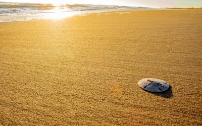 sand dollar