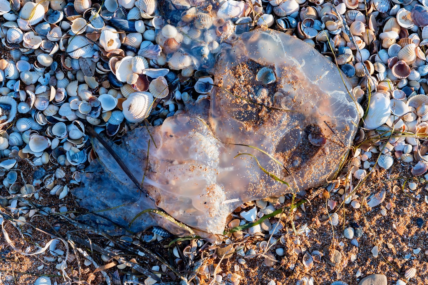 sand dollar