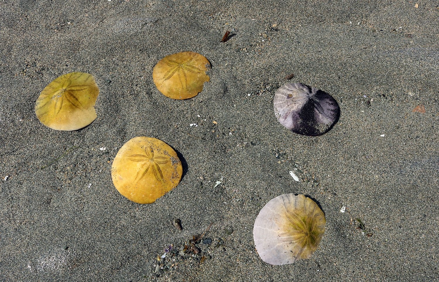 what is a sand dollar