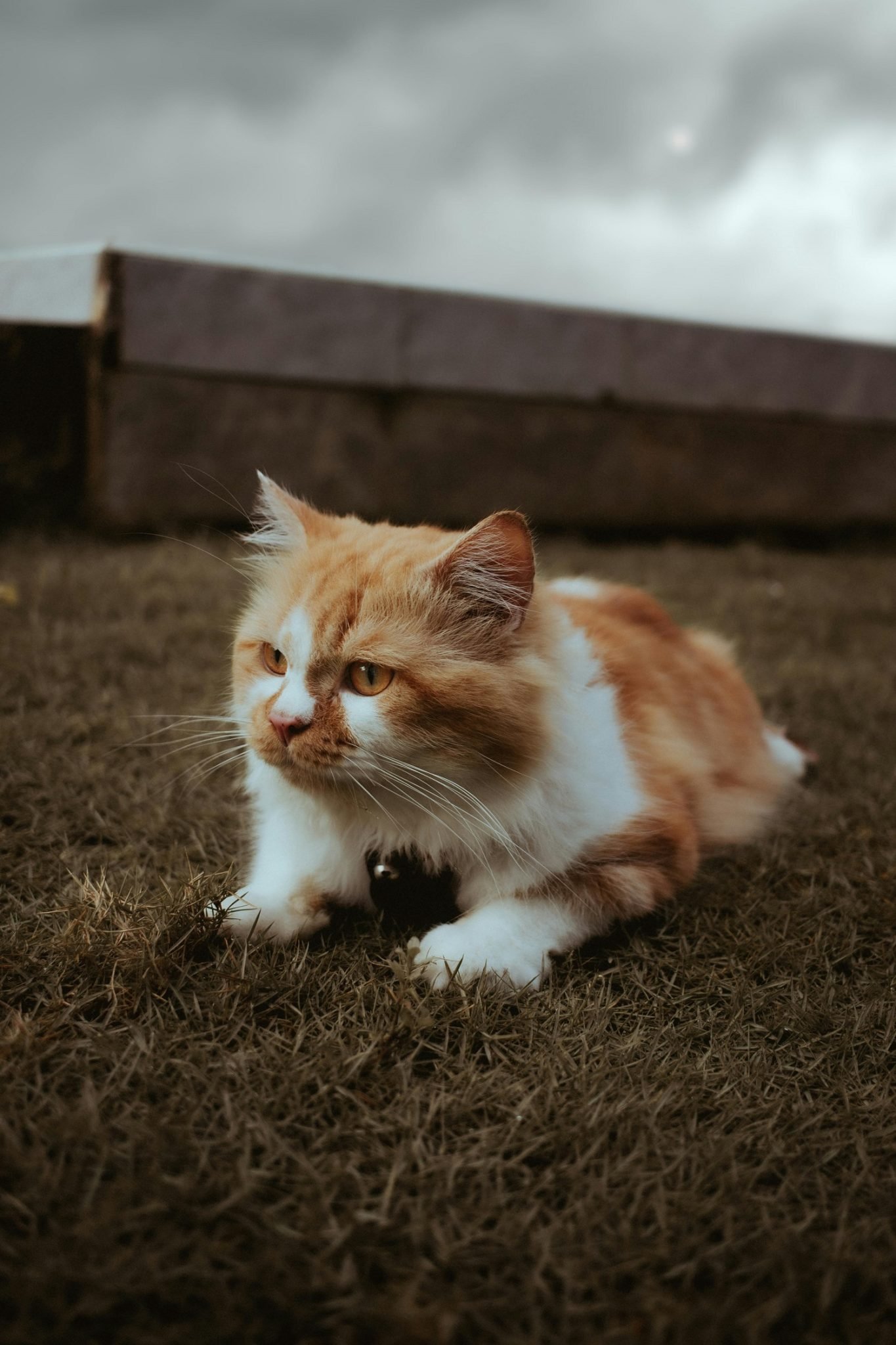 RagaMuffin Cat Breed Guide: Personality, Care, and Unique Traits
