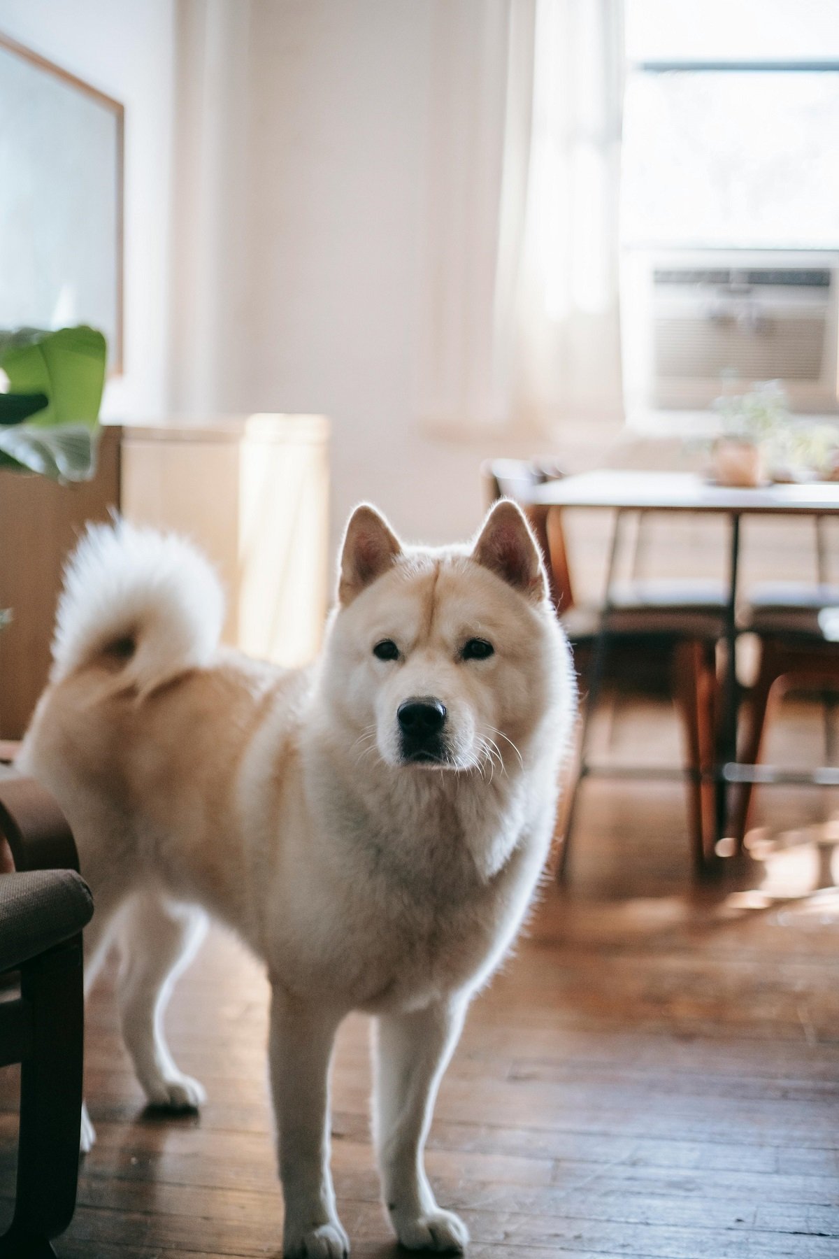 Akita dog
