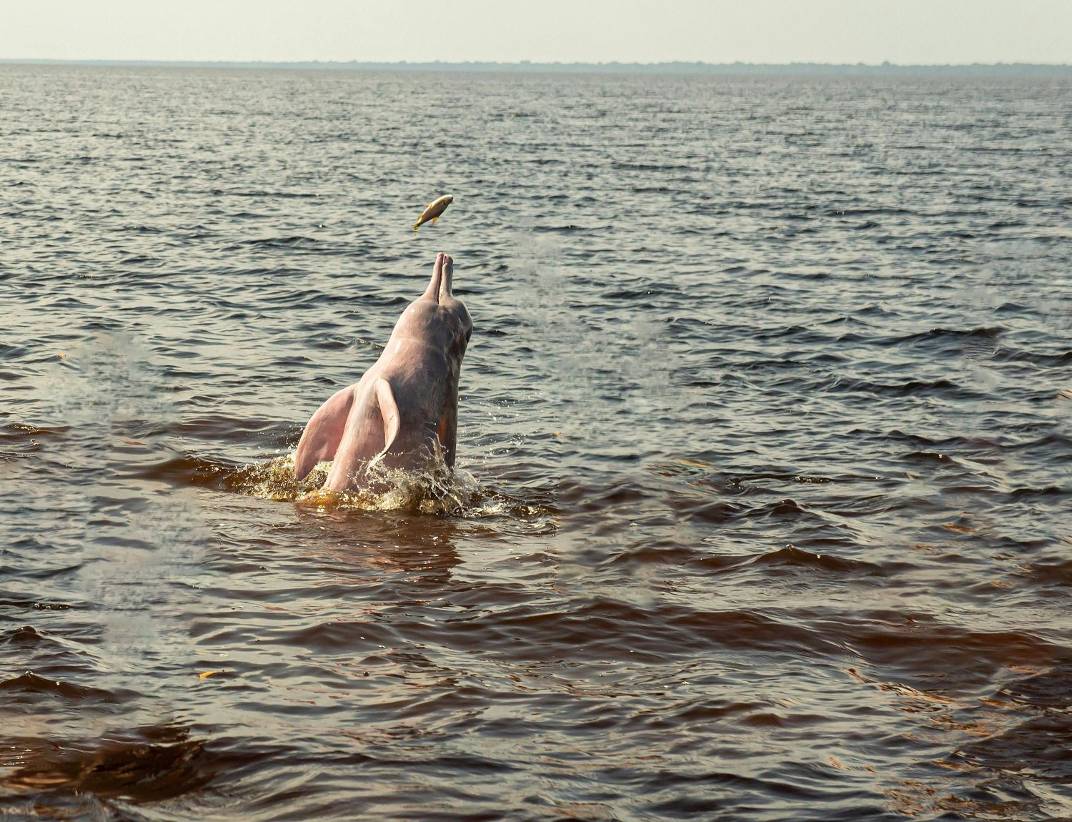 amazon river dolphin