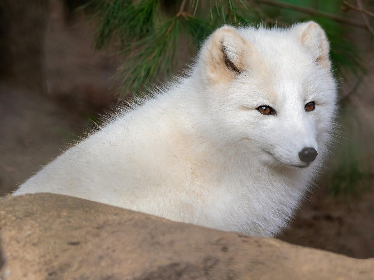 arctic fox