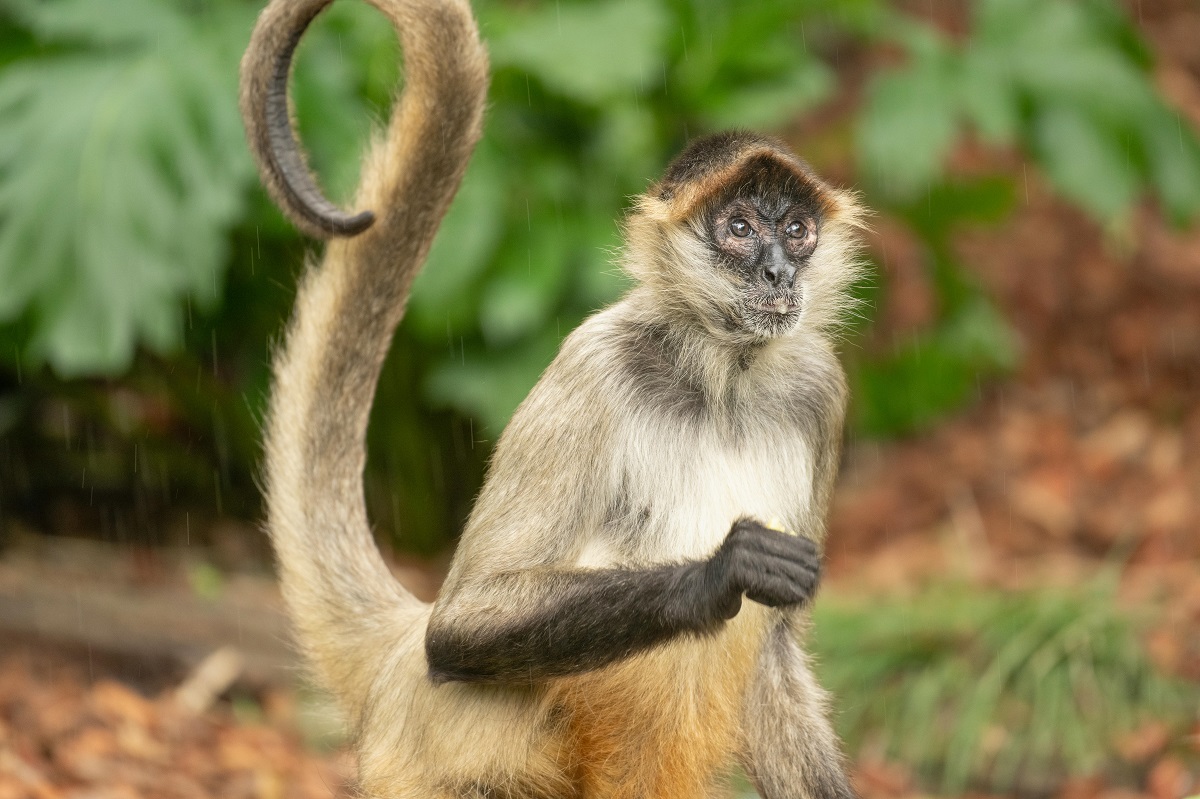 Spider Monkey Nature's Agile Acrobat 1 brown spider monkey