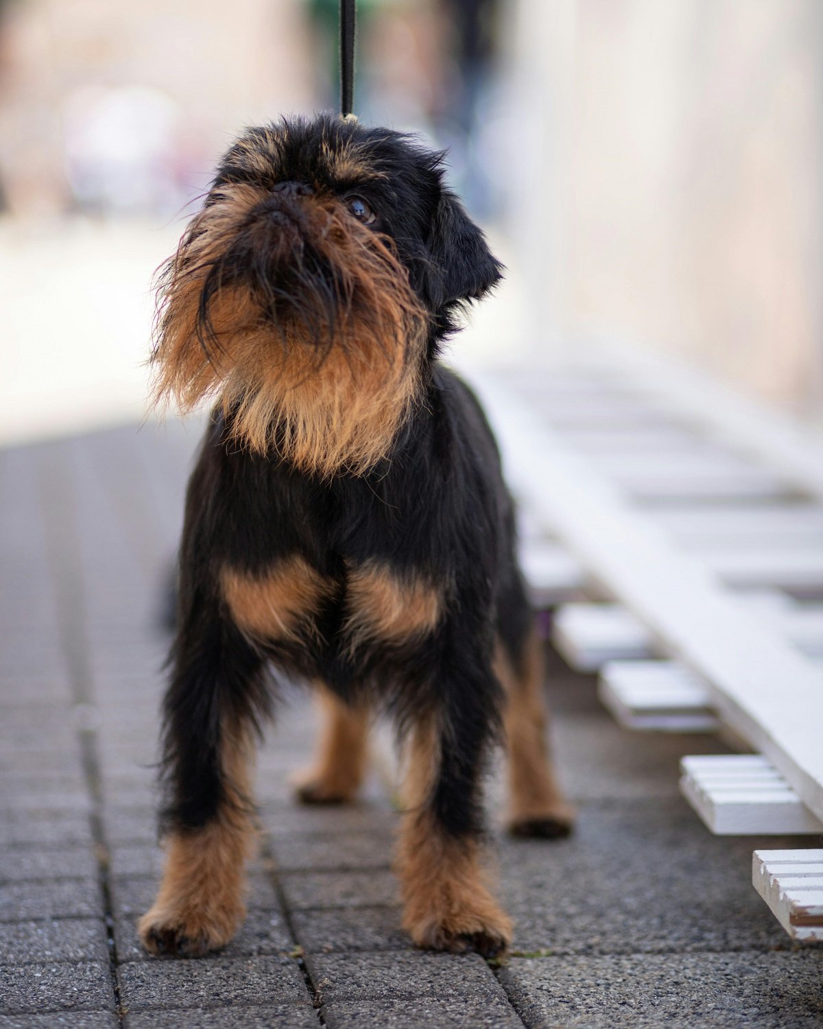 brussels griffon long hair
