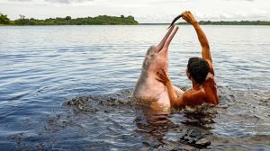 cute amazon river dolphin