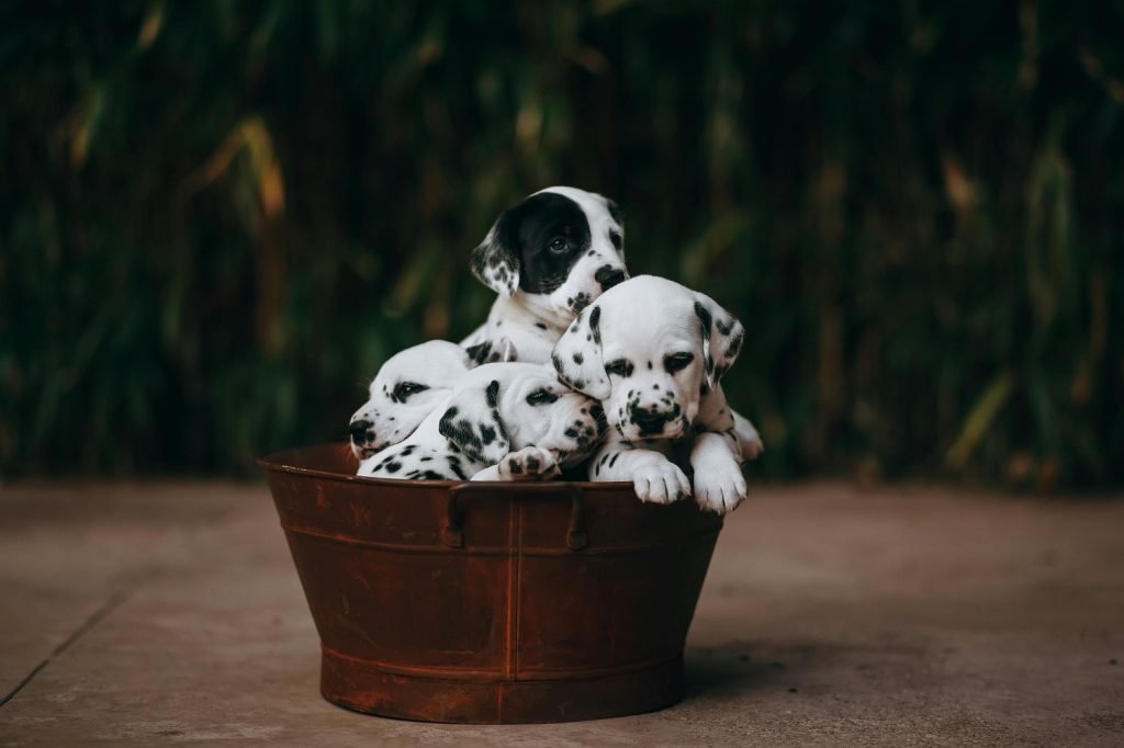 dalmatian dog puppy
