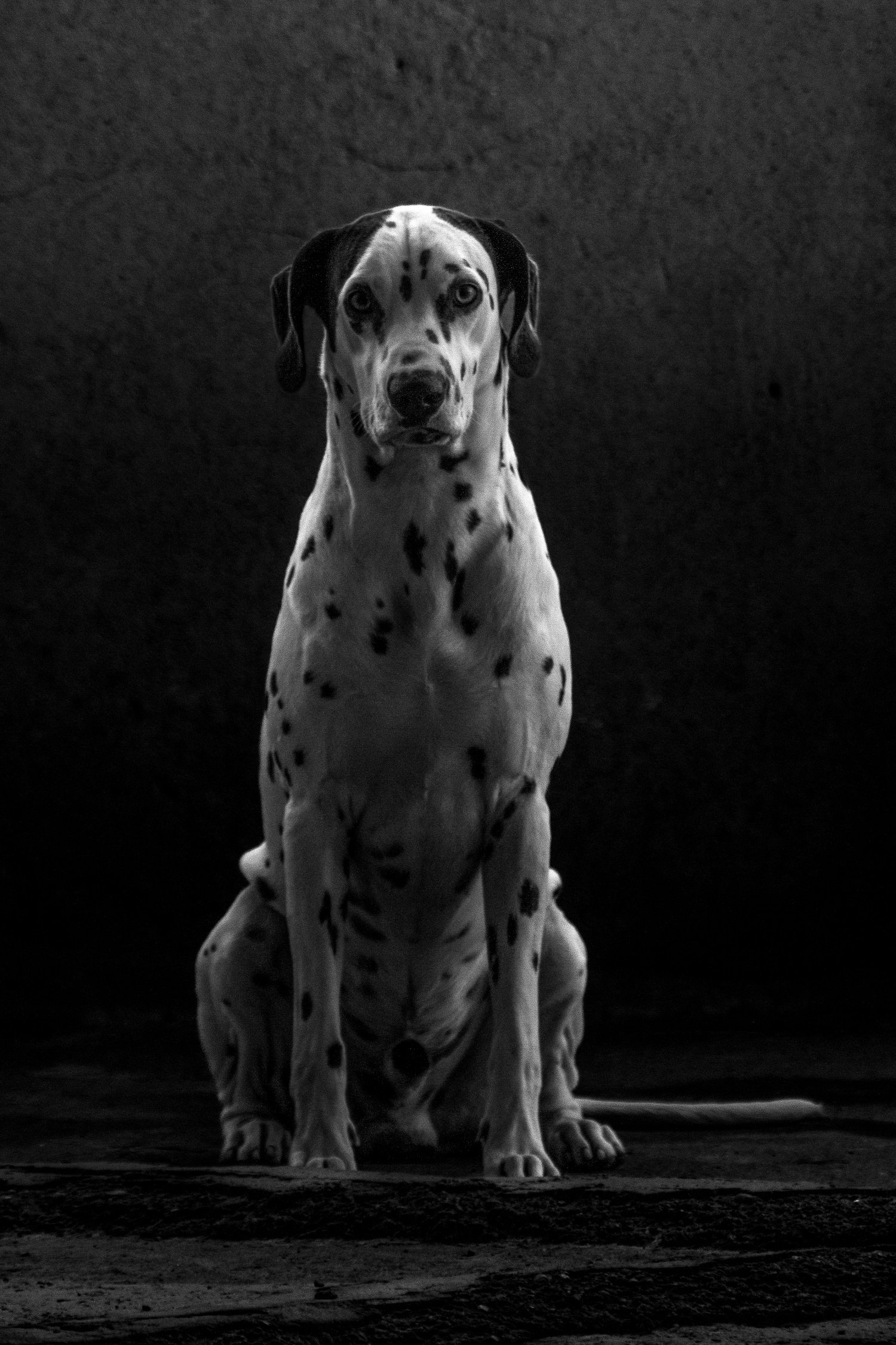 dalmatian dog