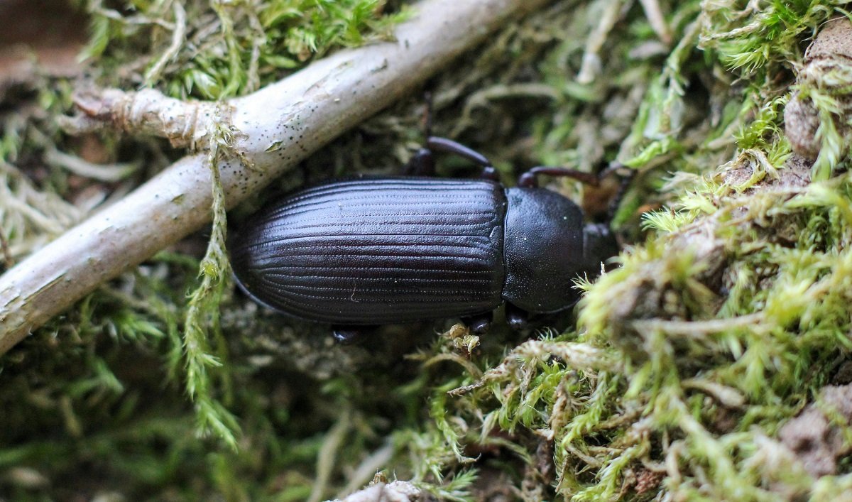 darkling beetle