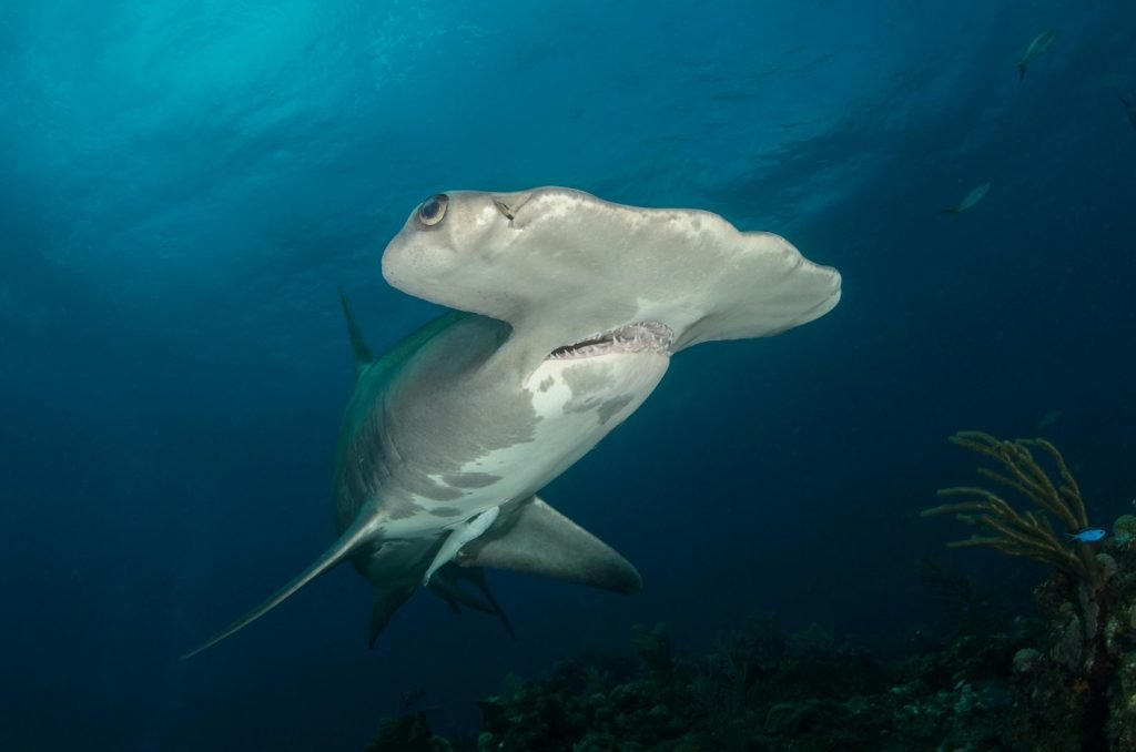 hammerhead shark