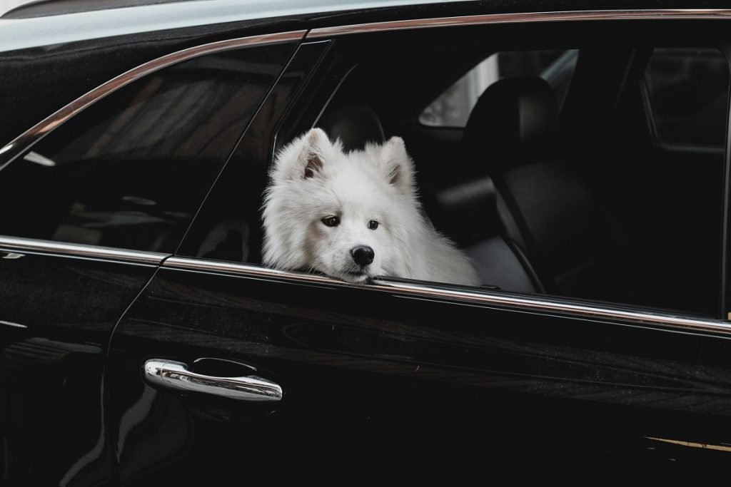 The Samoyed Dog A Friendly, Fluffy Companion 2 samoyed dog