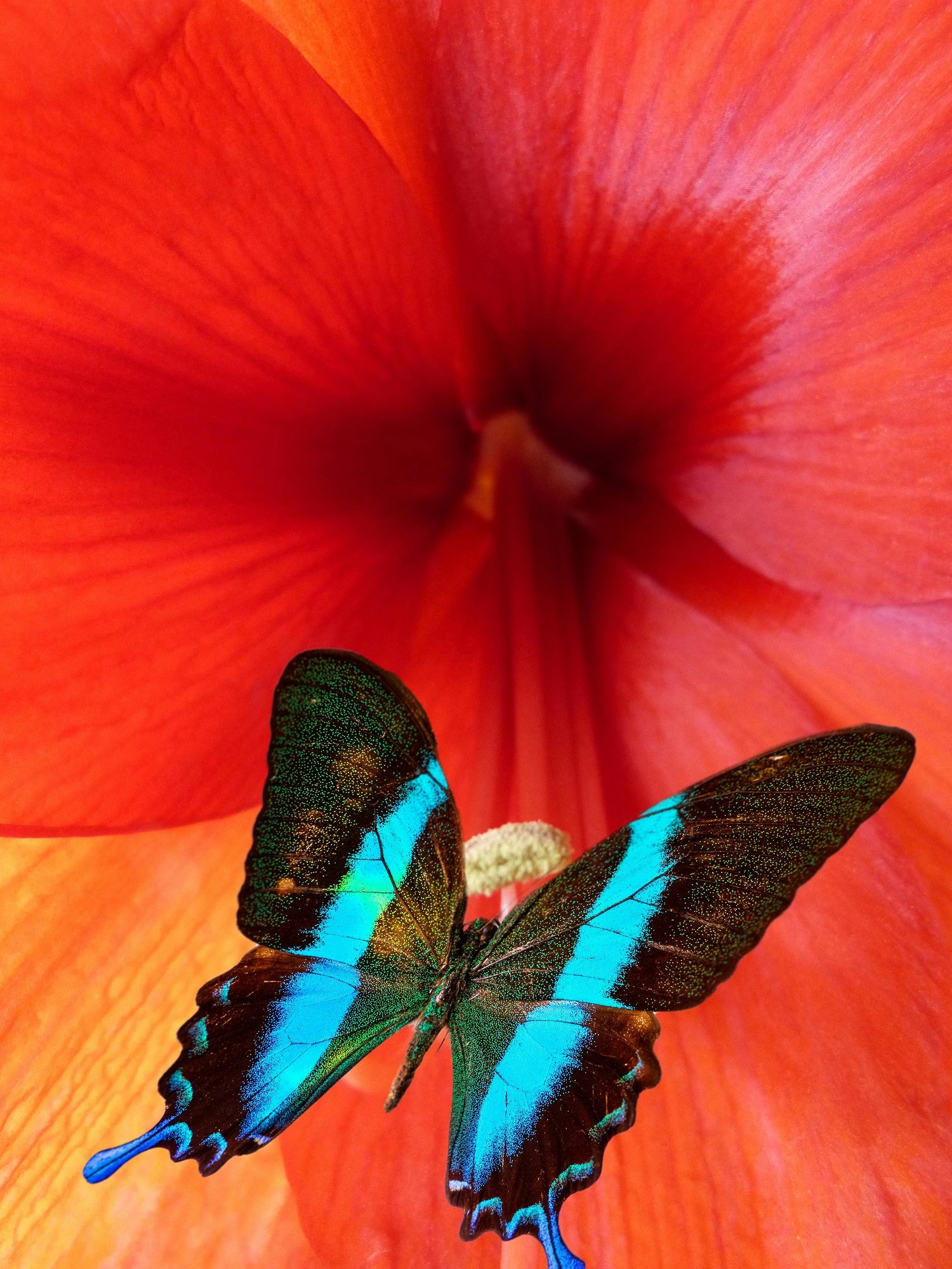 ulysses butterfly