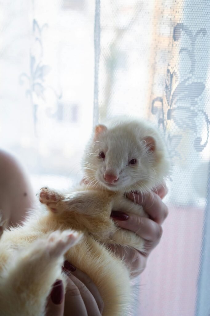angora ferret