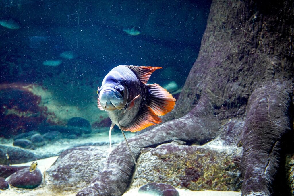 Gourami Fish