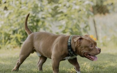 american pit bull terrier