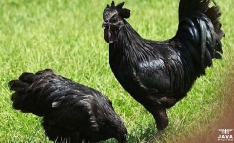 ayam cemani