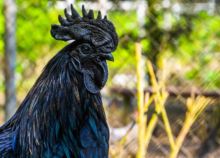 Ayam Cemani The Mysterious and Exotic Black Chicken Breed 1 ayam cemani