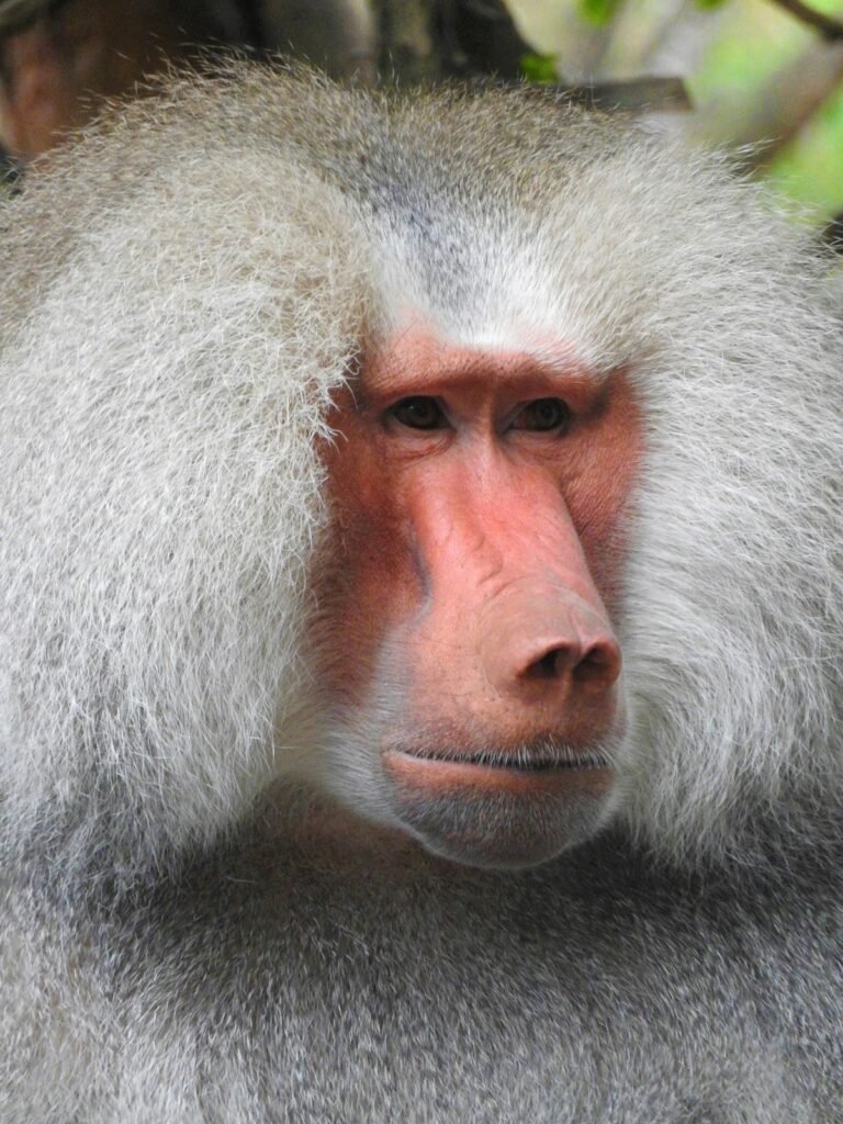 baboon