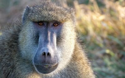 baboons