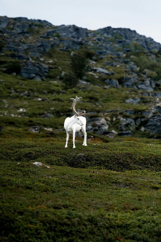 Reindeer The Iconic Arctic Wanderers 1 baby reindeer