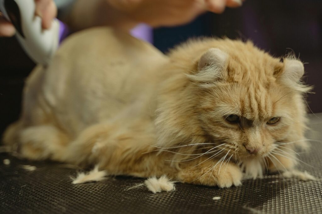 diy pet grooming tips
