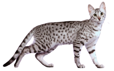 egyptian mau