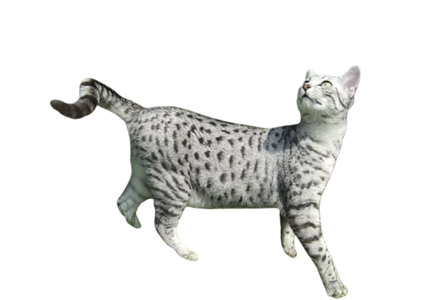 egyptian mau cat