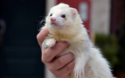 fat angora ferret