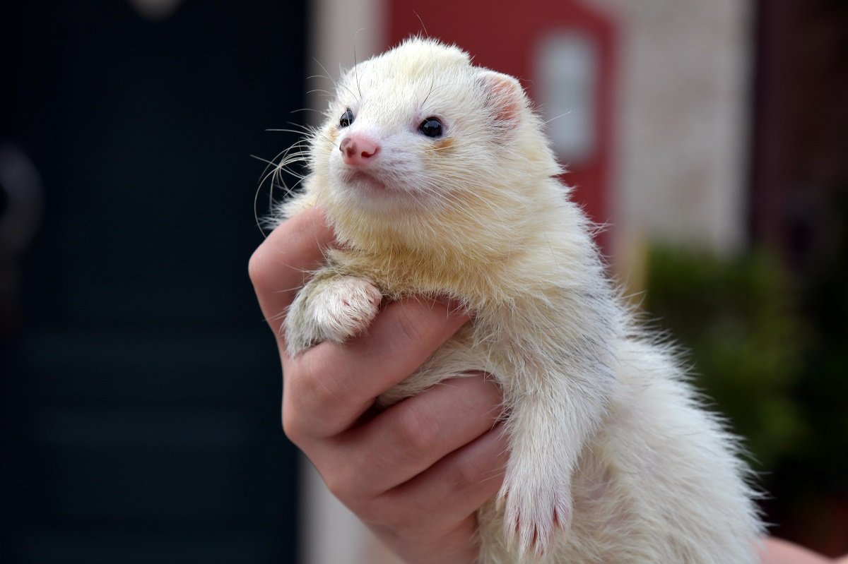 fat angora ferret